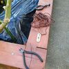 まだまだ　大活躍　すだれ　ただし　この間の強風で壊れました。