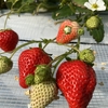 完熟いちご🍓狩り情報 ２月１３日(日)は開園日です‼️😊💕🍀✨本日は「ネット予約」申込みのお客様のみとなります。宜しくお願い致します🙏🙇🏻‍♂️