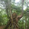 2023年7月8日(土)　[大峰]洞川温泉から大天井ヶ岳、五番関へ!!!