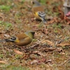 今日の職場の野鳥