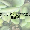 ケラリア・ピグマエアの種まき