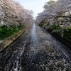 岩倉 五条川の桜