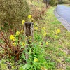 我が家の菜の花寂しい