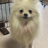 愛犬は１歳６ヶ月～今も続けるポメラニアンのトレーニング