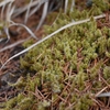 【シモフリゴケ】高山の苔を観察。