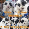 パピプペポ兄妹発見！