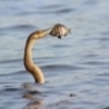 生魚が食べたい