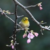 メジロ　´210209 祓川湧水園　宮崎県 ▫️photo ＜時の彼方に＞　senjinsennin 