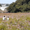 くりはま花の国 コスモスとゴジラ