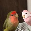 インコ的ネアカ？