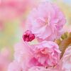 週末は八重桜の下で