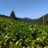 2025年の二番茶開始