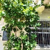 JR西宮｜ゆげ焙煎所本店の入り口で風に揺られるスモークツリー