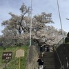 甚大な神代桜～長野市芋井