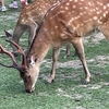 奈良旅行･･･興福寺・奈良公園etc.