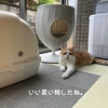雨田甘夏、発明です。【猫と原理と古典事情】