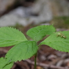 tochikoな山歩き　散る花