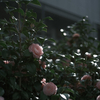 FUJIFILM X-E4 + nokton classic 35mmf1.4 SC