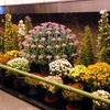 なぜか六本木ヒルズに菊のお花が！