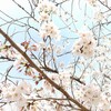 春の恵那散歩【桜の恵那峡】