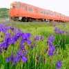 今朝は吉見の線路沿いから