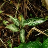 Aglaonema pictum"Multi color"HD from Aceh barat【AZ0420-1f】