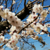 【公園散歩】馬場花木園で、いろんな花々を鑑賞