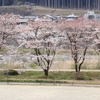 　飛騨の春景色　【下呂市の桜今がピーク！】
