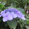 梅雨の花はやっぱり紫陽花