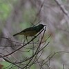 キバラコバシタイヨウチョウ(Collared Sunbird)など