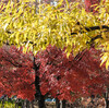 初冬の西大寺緑花公園