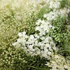 エルダーフラワーを小さく育てるコツ｜鉢植えやベランダで楽しむ剪定と育て方