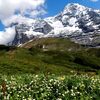 スイス旅：一面、白花キンポウゲ咲く