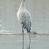 環境省レッドリスト"クロヅル"　水鳥公園に飛来（鳥取県）