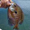 琵琶湖 南湖 2025/ 6/ 6 釣果ノーフィッシュ ギル2匹、サウザー出船239回、リチウム充電273回