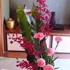 赤い花 レナンセラ 