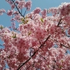 河津桜！