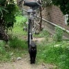 駐輪所管理猫