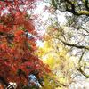 最後の紅葉…歴史ある３寺社（水戸市）