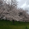 桜のトンネル　今年も混雑