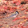 鳥撮散歩、シジュウカラ、カワラヒワに会う＠大磯城山公園