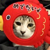初節句です。