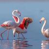 運城塩湖が野生鳥類の楽園に　中国山西省