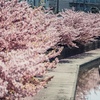 京都桜　探訪