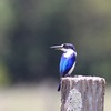 Forest Kingfisher　モリショウビン