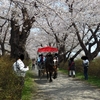 No.467【岩手県】みちのく三大桜名所の「北上展勝地」！！桜並木を馬車が行く素敵な光景！