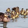 浄化奏効か、カルガモ戻る　沼津・下香貫の塚田川（静岡県）