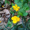 山吹の花