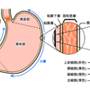 【健康事典】《第０３章ー食道・胃》体への入り口【後半】