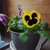 新入りパンジーです💜💛　　　　　　　　　　　　　　　　　　　　　　　　　　　どこも凍ってツルツルです🥶